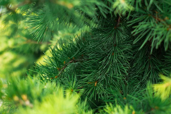 Spruce Dallarının Arka Planında Bir Çam Ağacının Iğnelerine Yakın Çekim — Stok fotoğraf