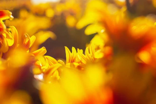 Hintergrund Gelb Orangefarbener Chrysanthemen Nahaufnahme Hellen Sonnenlicht Herbstblumen Garten Weicher — Stockfoto