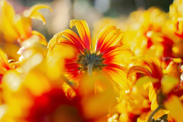Hintergrund Gelb Orangefarbener Chrysanthemen Nahaufnahme Hellen Sonnenlicht Herbstblumen Garten Weicher — Stockfoto