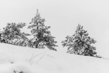Siyah ve beyaz kış manzarası. Kar yığınlarıyla kaplı Noel ağaçları. Çöl kış arkaplanı ve metin için alan. Tek renkli peri masalı manzarası. Kış kavramı, soğuk ve yalnızlık..