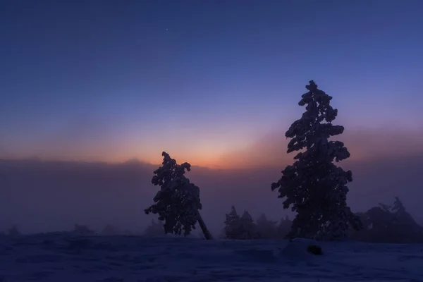 Pinheiros Cobertos Neve Contra Céu Azul Noite Paisagem Noturna Inverno — Fotografia de Stock