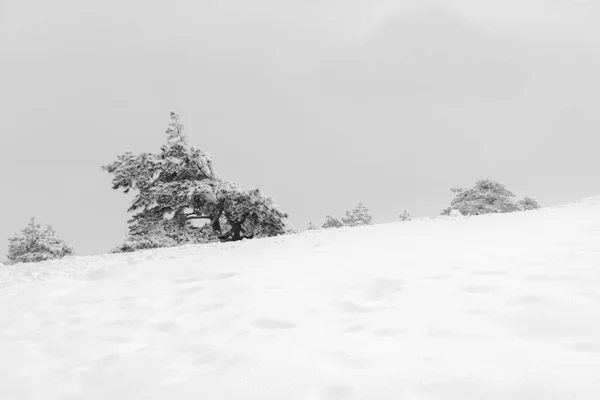 Black and white winter landscape. Snow-covered Christmas trees in snowdrifts. Desert winter background with space for text. Monochrome fairy-tale landscape. The concept of winter, cold and loneliness.