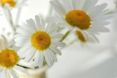 Beyaz papatyalar bir vazonun içinde. Ilık güneş ışığı, yumuşak odak, makro sarı pudingler. Şefkat, saflık ve masumiyet kavramı. Kırılgan romantik çiçekler. Doğal kozmetik ürünleri için kır çiçeklerini iyileştiriyor..