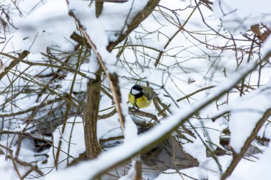 Kış ormanında bir dalda Titmouse. Sarı göbekli güzel bir ötücü kuş bir dala oturur ve tohum yer. Kış karla kaplı orman. Korunma ve yabani kuşların bakımı kavramı. Aralık