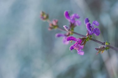 Bulanık alan arkaplanındaki bilge çayır yakın plan. Menekşe yapraklarının üzerine çiy damlası düşer. Makrofotoğrafçılık, seçici odaklanma, kışın başında donmuş çiçek. Kopyalama alanı olan mavi arkaplan