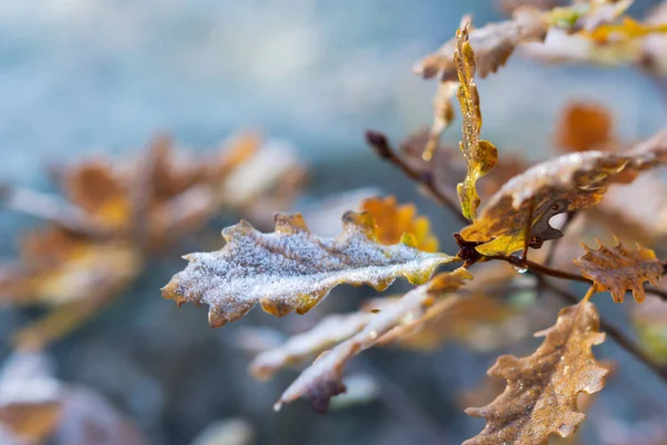 Oak yellow leaves in frost. The first frost in the fall. Colorful autumn forest early in the morning. Macrophotography of leaves in the snow. Atmospheric cold natural background.Soft focus, copy space