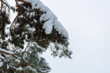 Ormanda karla kaplı çam ağaçları. Ladin iğneleriyle kar yağışı. Yukarıdan kar yağıyor. Kışın gelişi kavramı. Uzun ağaçlarla kışın doğal arka planı. Dallar yakın çekim.