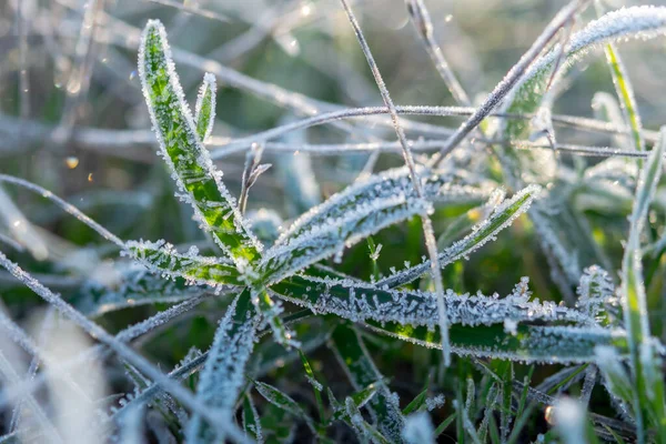 Green Grass Frost Beautiful Bright Background First Morning Frosts Macrophotography — Stock Photo, Image