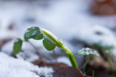 Kar damlaları Galanthus Nivalis kış ormanına yakın. Güzel ilkbahar çiçekleri karda yollarına devam ederler. Bulanık arkaplan, sığ alan derinliği. Makro, seçici odak, kopyalama alanı