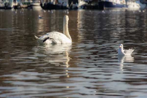 White Swan turned away with raised paw swimming in the sea. Beautiful birds arrived for the winter in Sevastopol. Graceful birds are monogamous. Wintering of migratory wild birds in the warm Black sea
