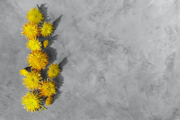 Yellow chrysanthemums on a gray background. Natural design in trendy 2021 illuminating and ultimate gray colors. Horizontal composition with shadows. Floral minimalism. Flat layout. Copy space