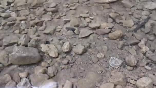 Agua Clara Río Profundidad Superficial Corriente Más Pura Rocas Fondo — Vídeo de stock