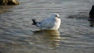 Güvercinler suda yıkanır. Şehir kuşları gruplar halinde yıkanır ve tüylerini temizler. Sıcak, güneşli bir sonbahar günü. Bir güvercin sürüsü su banyosu yapıyor..