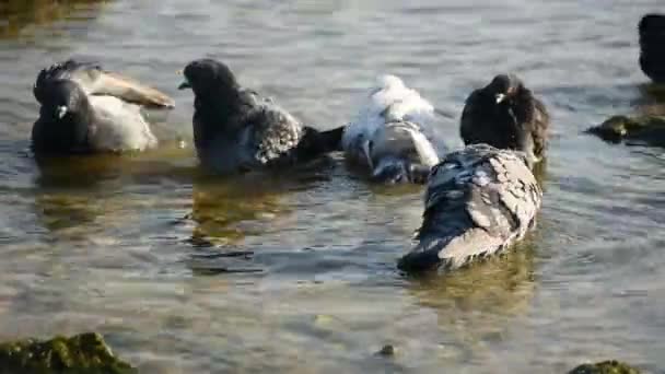 鸽子在水里洗澡 城市鸟类成群结队地洗澡 清洗羽毛 一个温暖的阳光灿烂的秋日 一群鸽子在洗水浴 — 图库视频影像