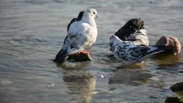 비둘기는 도시에 새들은 무리를 목욕을 깃털을 합니다 날입니다 비둘기 목욕을 — 비디오