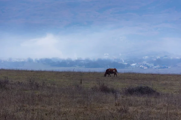 Brązowa Krowa Wypasa Się Zimą Łące Tle Gór Zimowy Krajobraz — Zdjęcie stockowe
