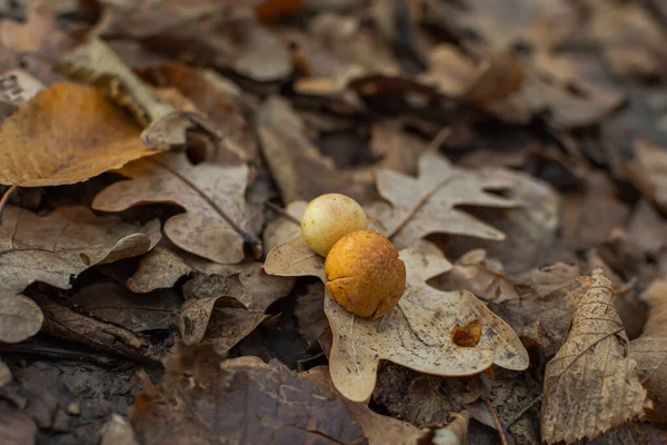 Mushrooms in the forest among oak leaves. Top view of the mushroom heads. Dangerous unknown orange mushrooms grow in the oak forest. Macrophotography. Fallen autumn leaves.