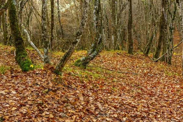 Yaprakları dökülen sonbahar meşesi ormanı. Boş Kasım ormanında bir yürüyüş. Sıcak, güneşli bir sonbahar günü. Yeşil çimenler turuncu yaprakları delip geçer. Güzel kıvrımlı ağaç gövdeleri. Sonbaharın sonu