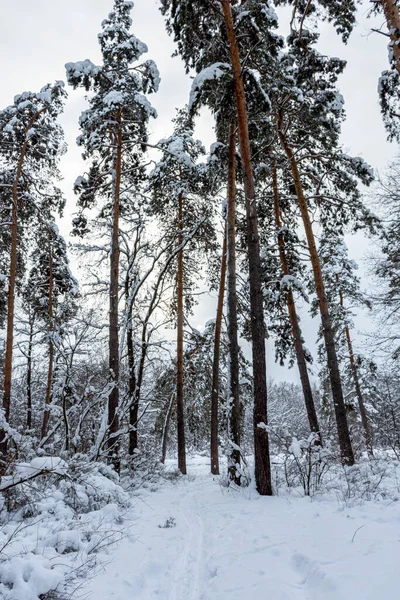 Snow-covered trees in the forest. Winter natural background. The tree bent under the weight of the snowdrifts. A walk in the winter park. Cloudy gray cold day. Tall pine trees. Snow is falling.