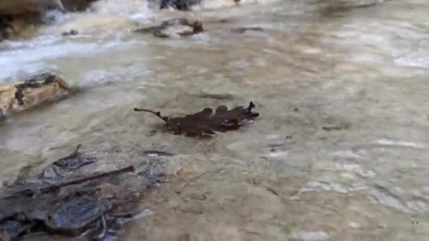 Una Hoja Caída Otoño Flota Río Agua Transparente Más Pura — Vídeo de stock