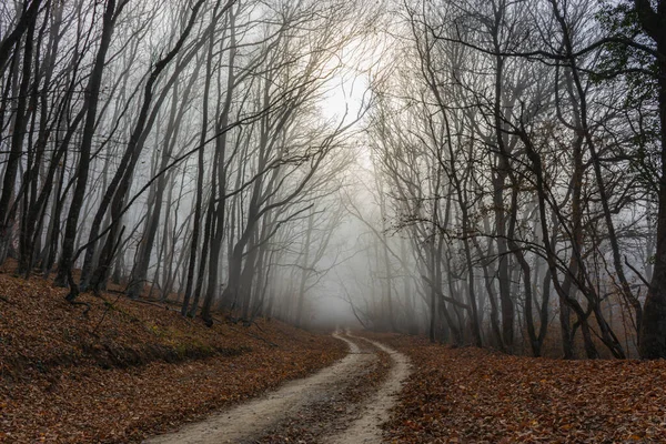 Road in the autumn misty forest. Fabulous landscape. Horizontal elongated panorama of the autumn forest. Banner. Forest with leafless leaves. The concept of loneliness and autumn melancholy.