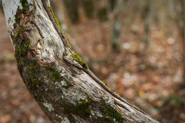 Ağaçtaki yosun dokusu, yakın plan. Doğal yeşil arka plan. Yumuşak odak, sığ alan derinliği, bulanık orman arka planı. Ağaç yosunlarının çeşitleri. Yağmur sonrası orman. Boşluğu kopyala