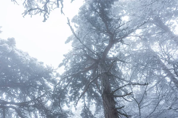 하늘을 배경으로 눈덮인 소나무들 가문비나무 바늘에 위에서 떨어진다 겨울의 도착에 — 스톡 사진