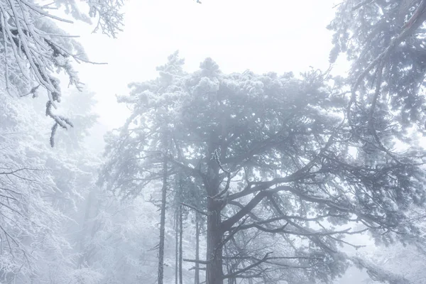 Pinos Cubiertos Nieve Contra Cielo Nieve Agujas Abeto Nieve Cae — Foto de Stock