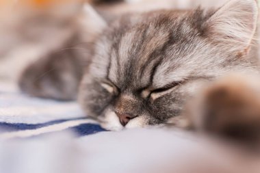 Turuncu gözlü tüylü bir İskoç kedisi yatağa uzanıyor ve tatlı tatlı uyuyor. Evcil hayvan portresi. Yumuşak bir kedi yavrusunun ağzı. Öğle uykusu zamanı. Seçici ve yumuşak odaklı güzel bir evcil kedi.