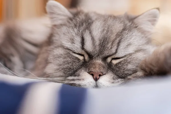 Fluffy Scottish Cat Orange Eyes Lies Bed Sleeps Sweetly Portrait — Stock Photo, Image