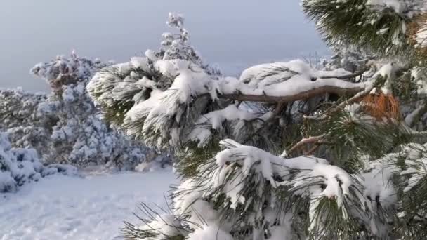 Montagnes Enneigées Forêt Verte Chaîne Montagnes Caucase Printemps Journée Ensoleillée — Video