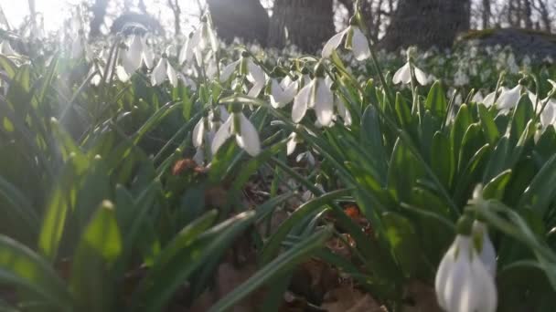 Tavasszal Fehér Hóvirág Galanthus Nivalis Erdőben Lágy Szellő Felkavarja Törékeny — Stock videók
