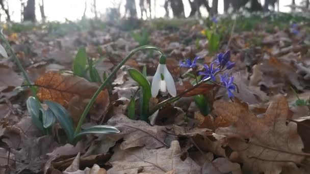 Gotas Neve Brancas Galanthus Nivalis Vegetação Rasteira Azul Crescem Floresta — Vídeo de Stock