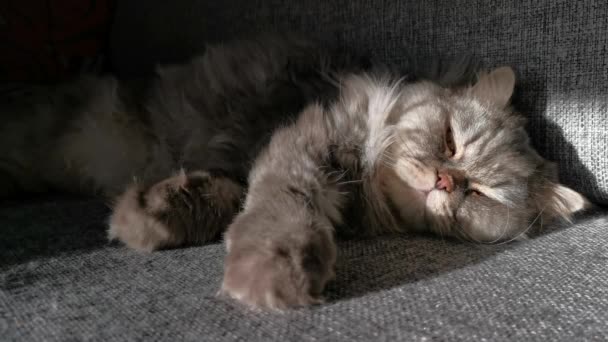 Kočka Sladce Spí Šedé Pohovce Jasných Slunečních Paprscích Spí Načechrané — Stock video