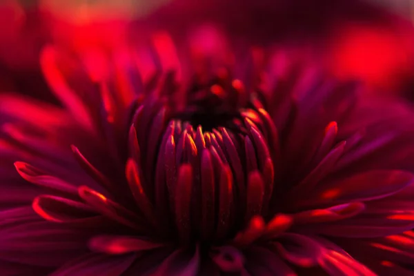 Красный Марун Розовый Цветочный Макрофон Красивые Яркие Хризантемы Цветут Осеннем — стоковое фото