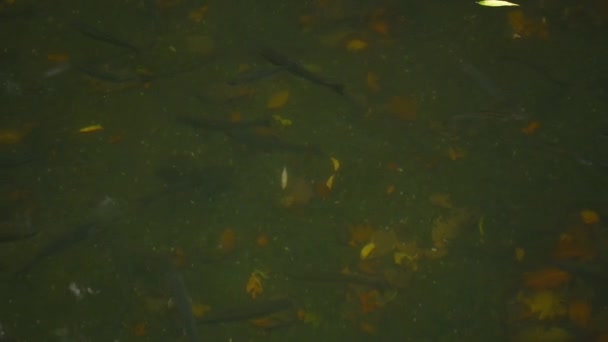 Trout Swim Muddy River Wild Rainbow Trout Pond Green Water — Stock Video