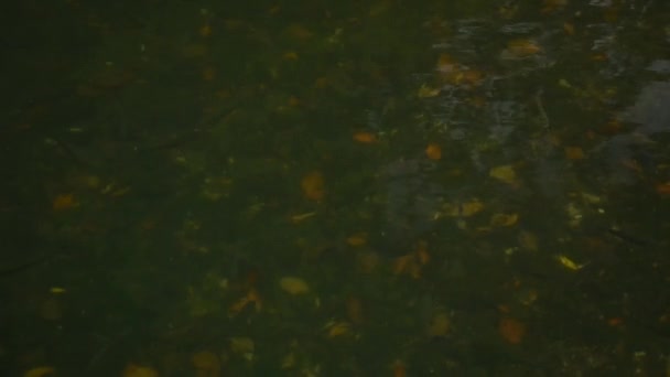 Çamurlu Bir Nehirde Alabalık Yüzer Yeşil Suyu Olan Bir Gölde — Stok video