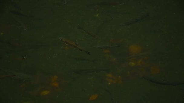 トラウトは泥だらけの川で泳ぐ 緑の水で池に野生の虹色のマス 食料のために魚を育てる 浅い水 多くのマスの表面の下で泳ぐ 水面に落ちた葉 — ストック動画