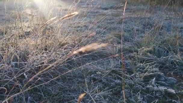 Frühmorgens Frost Auf Dem Rasen Ein Heller Sonnenstrahl Erhellte Die — Stockvideo