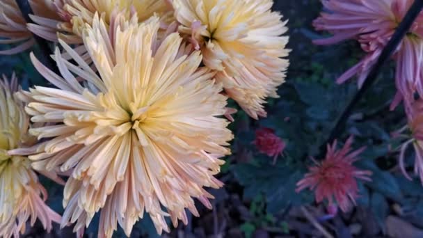 Podzimní Zahradě Kvetou Barevné Chryzantémy Paprscích Zapadajícího Slunce Větru Houpají — Stock video