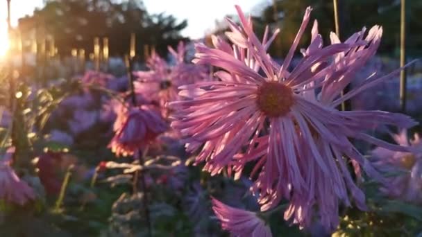 Crisantemos Coloridos Florecen Jardín Otoño Las Inflorescencias Grandes Brillantes Balancean — Vídeos de Stock