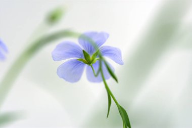 Blue flax flower close-up. Delicate light purple field flower in selective focus. Flower summer macrophotography. Selective focus, white blurry background.Beautiful veins on the petals, yellow stamens