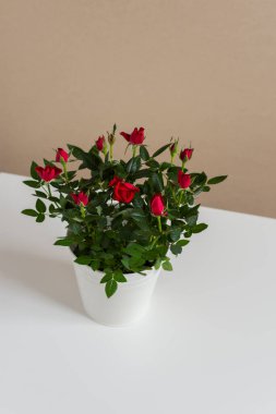 Gri-beyaz arka planda kırmızı gül çalısı. Sevgililer günü için güzel bir hediye. Beyaz metal bir tencerede kapalı bir bitki. Çiçek aranjmanının en üst görüntüsü. Ev ve sokak çiçekleri.