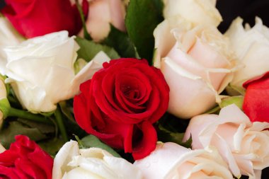 Kırmızı ve beyaz güllerin arka planı tam kare. Sevgililer günü, düğün, doğum günü kavramı. Parlak bir arka plan. Odaklanma, kopyalama alanı.