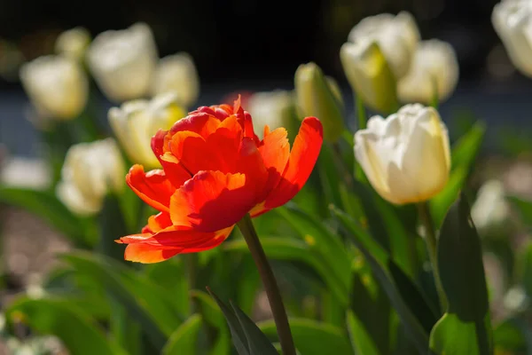 Red and white tulips close-up in the garden. Beautiful spring flower background. Soft focus and bright lighting.Blurred background with space for text.Flowerbed in the bright sunlight.Macro,copy space