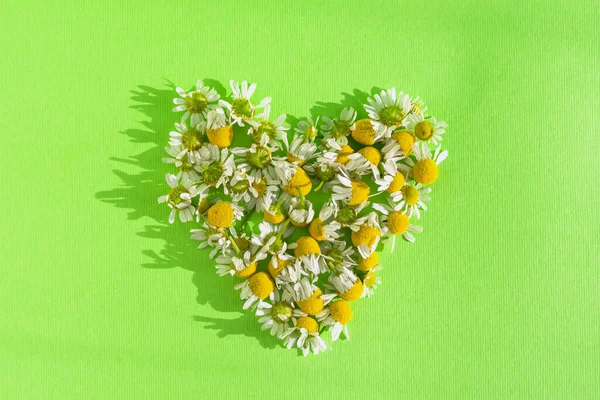 Coeur Marguerites Sur Fond Livre Vert Composition Juteuse Lumineuse Pour — Photo