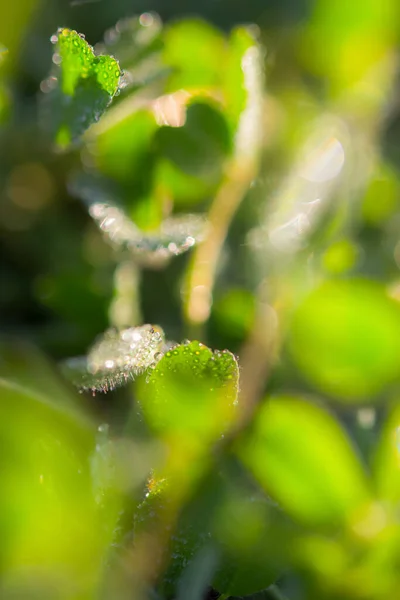 Trèfle Dans Les Gouttes Rosée Matin Fond Naturel Belle Herbe — Photo