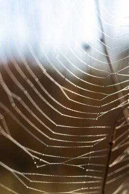 Çiy damlalarıyla örümceğin ağlarının arka planı. Web makrosu. Görüntü ile güneş ışığında soyut doğal arkaplan. Yüzeyin derinliği. Örümcek ağının güzel çizgileri