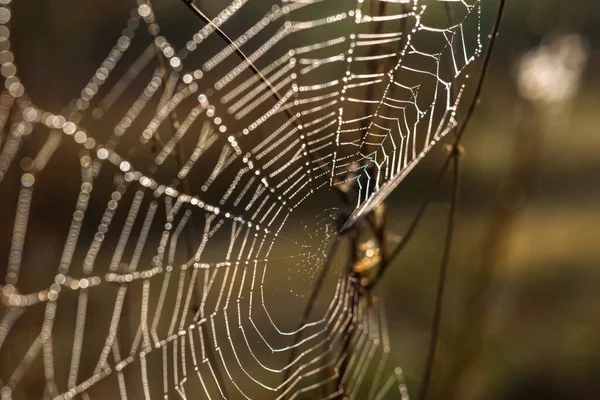 Achtergrond Van Draden Van Een Spinnenweb Met Dauwdruppels Webmacro Abstracte — Stockfoto