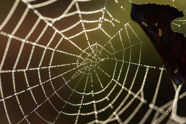 Spinnenweb Dauwdruppels Close Een Wazige Achtergrond Een Herfstblad Viel Het — Stockfoto